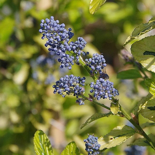 Ceanothus 'Zanzibar'