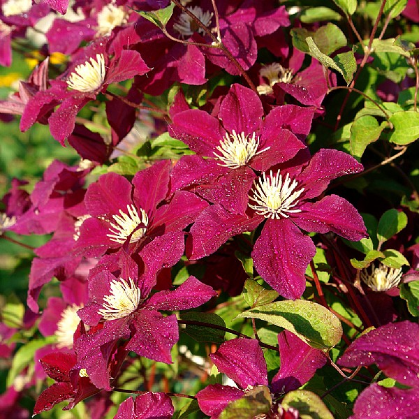 Clematis 'Rouge Cardinal'