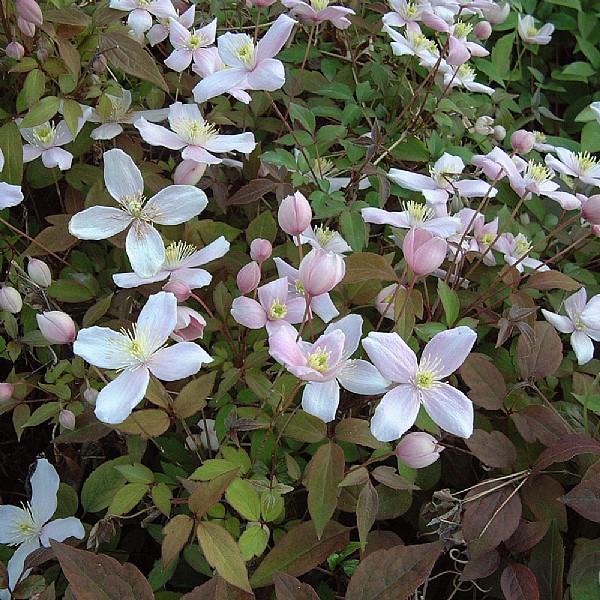 Clematis montana 'Odorata'
