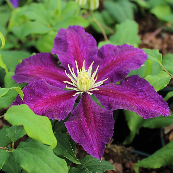 Clematis 'The Vagabond'
