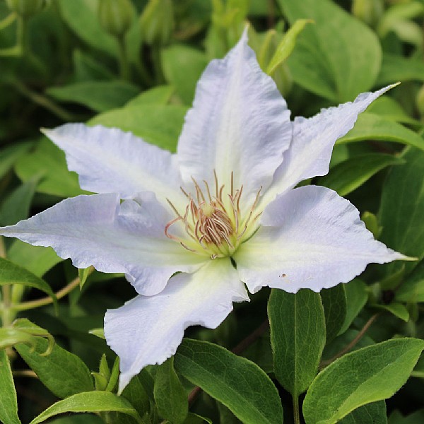 Clematis 'Tranquilite'