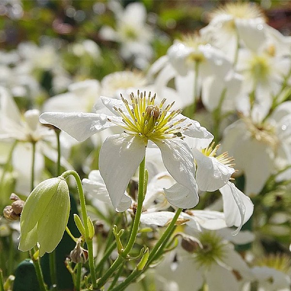 Clematis x cartmanii 'White Abundance'
