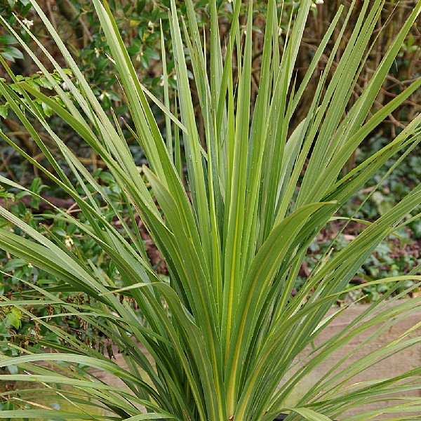 Cordyline australis
