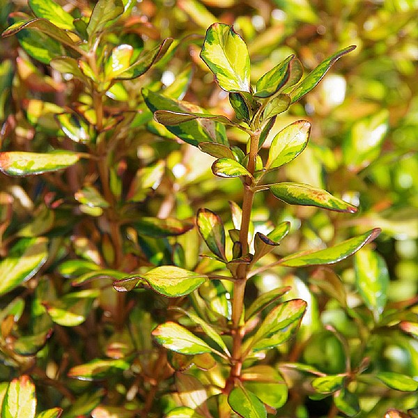 Coprosma 'Evening Glow'