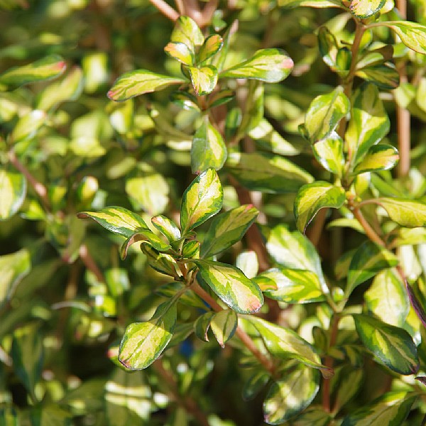 Coprosma 'Lemon N Lime'