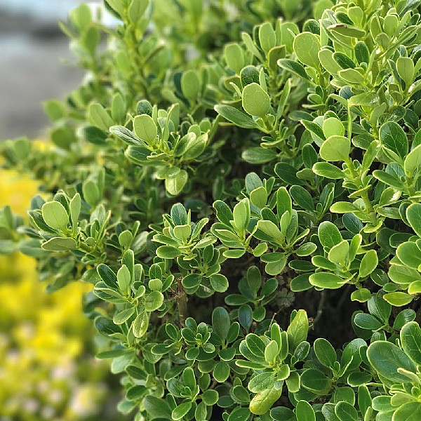 Coprosma 'Mini Mac'
