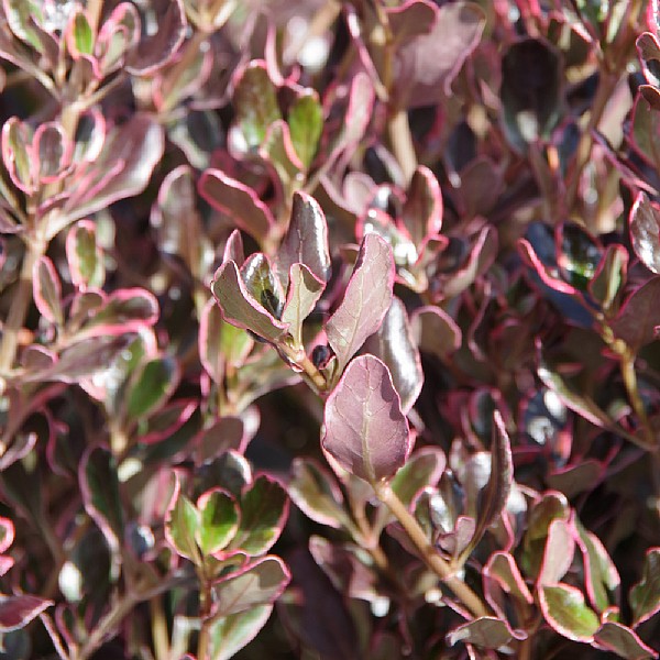 Coprosma 'Pacific Dawn'