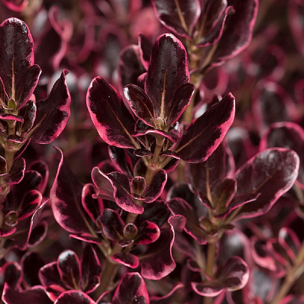 Coprosma 'Eclipse'