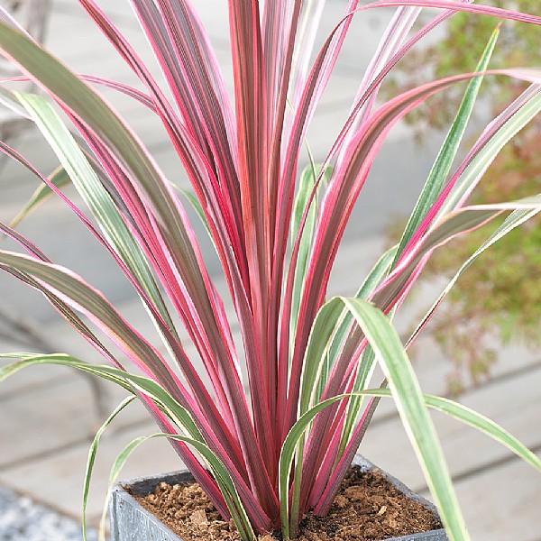 Cordyline 'Can Can'