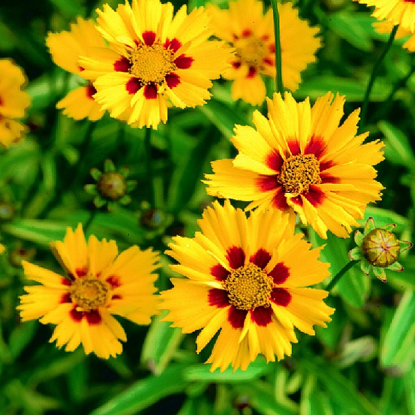 Coreopsis grandiflora 'Calypso'