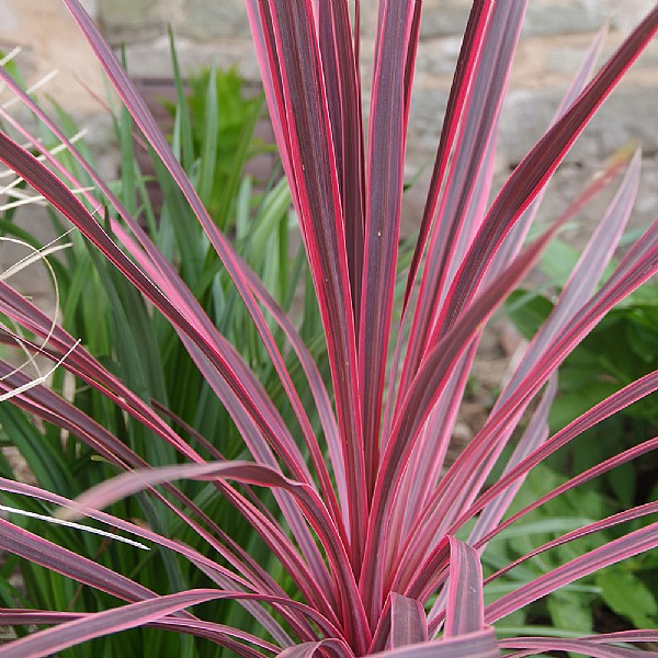 Cordyline australis 'Charlie Boy'