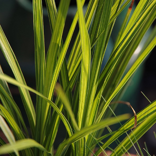 Cordyline 'Jive'