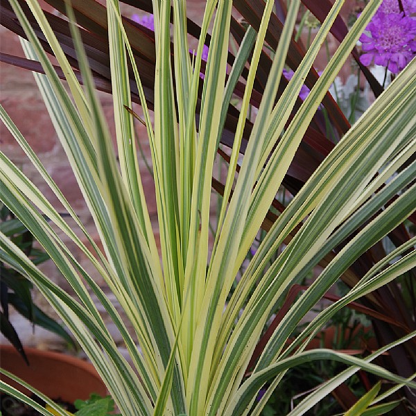 Cordyline australis 'Lime Passion'