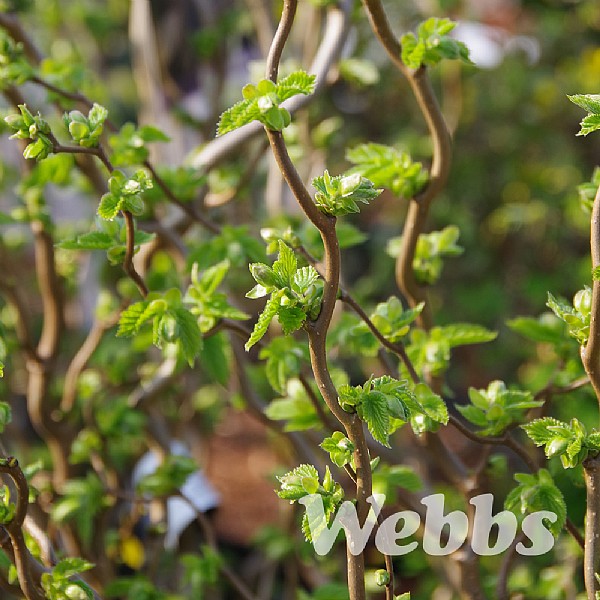 Corylus avellana 'Twister'