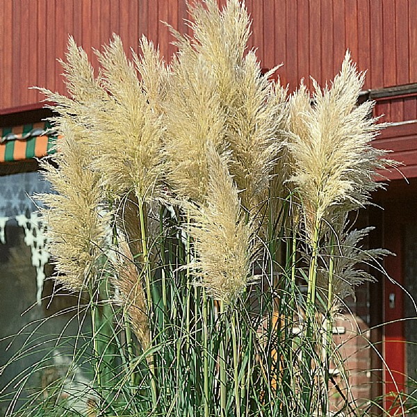 Cortaderia 'White Plume'