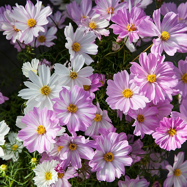 Cosmos 'Apollo Lovesong'