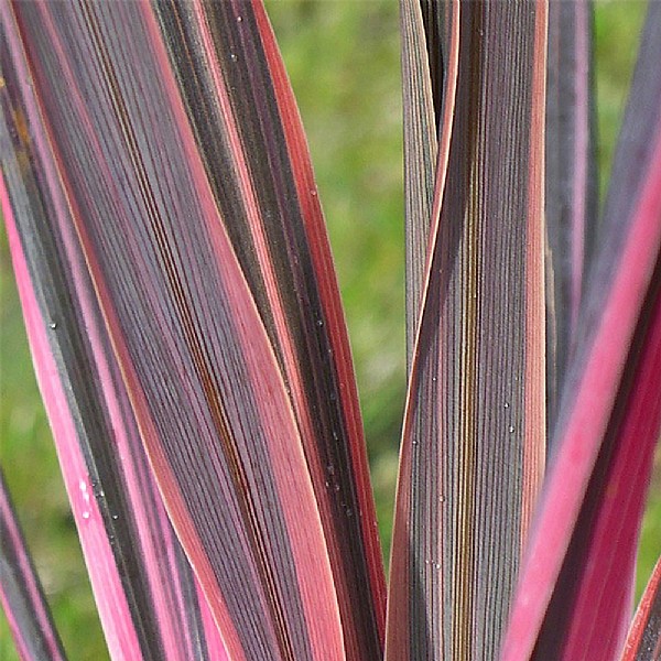 Cordyline australis 'Southern Splendour'