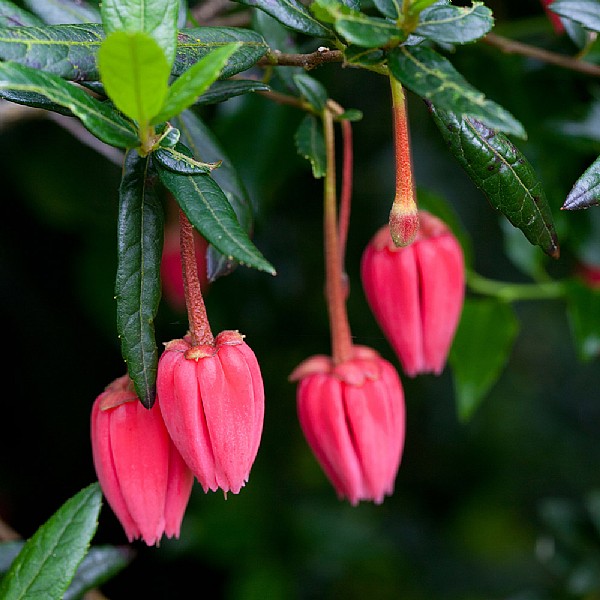 Crinodendron hookerianum