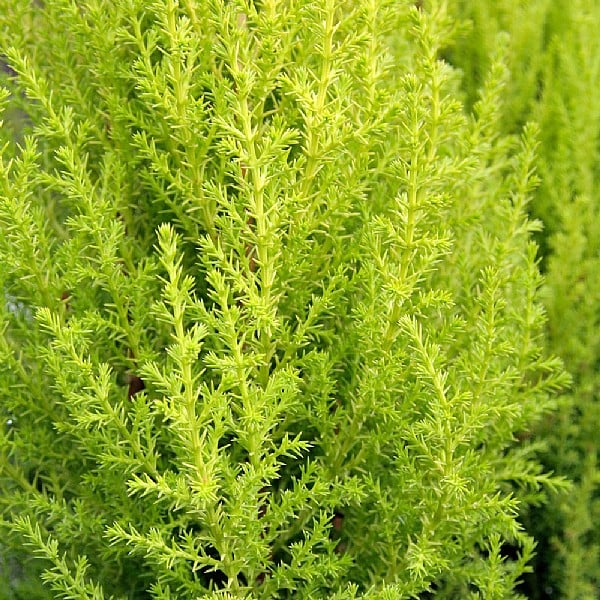 Cupressus macrocarpa 'Goldcrest'