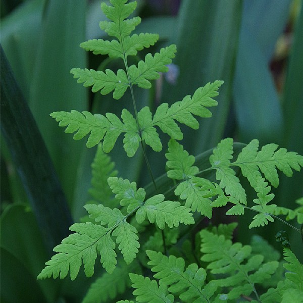 Curriana dryopteris 'Plumosum'