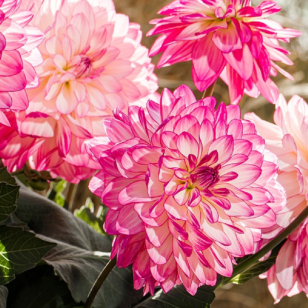 Dahlia 'Sincerity'
