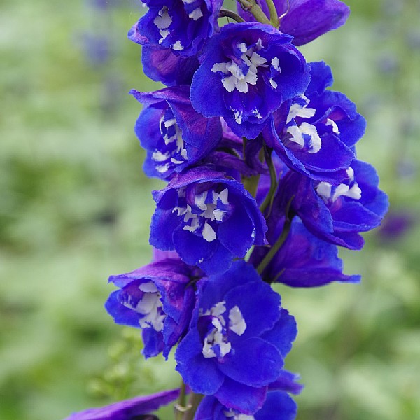 Delphinium 'Bluebird'