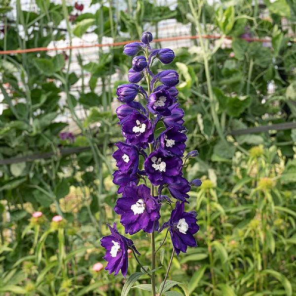 Delphinium 'Dark Blue White Bee'