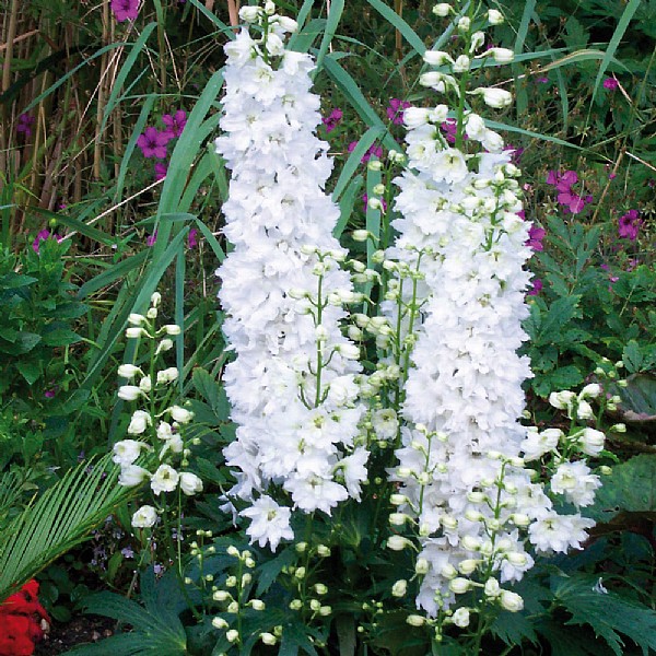 Delphinium 'Galahad'
