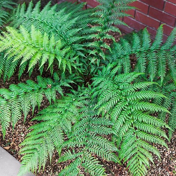 Dicksonia antarctica 