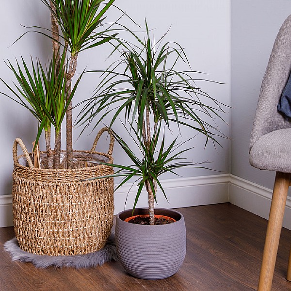 Dracaena marginata (Dragon Tree)