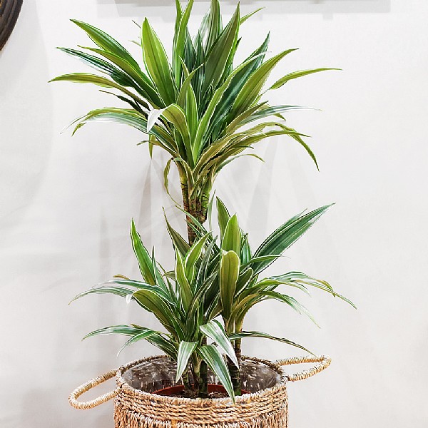 Dragon Plant (Dracaena Warneckii) - Various Sizes