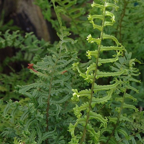 Dryopteris affinis 'Cristata The King'