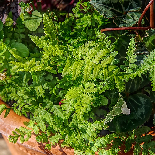 Dryopteris stewartii