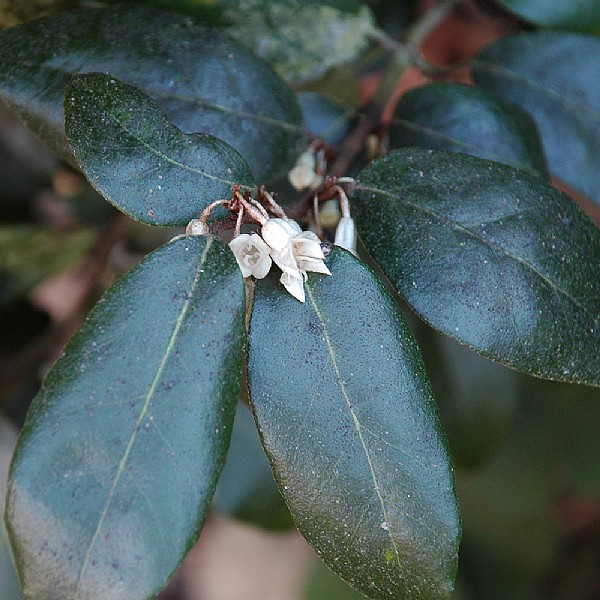 Elaeagnus ebbingei