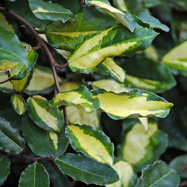 Eleagnus pungens 'Maculata'