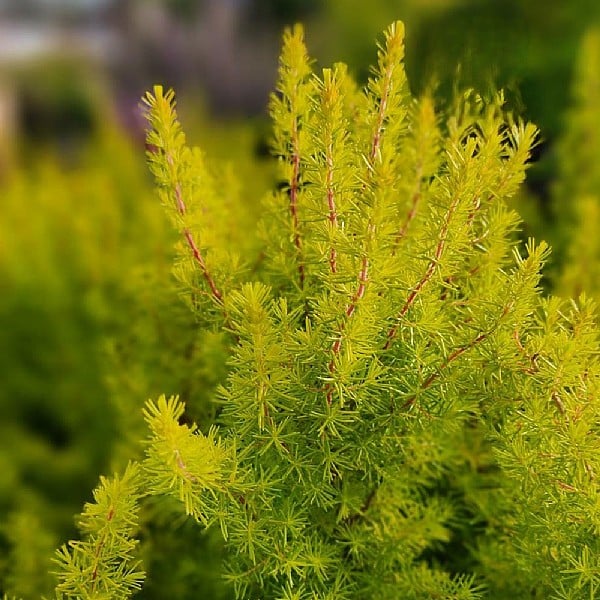 Erica arborea 'Golden Smile'