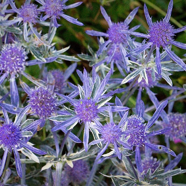 Eryngium planum 'Jade Frost'