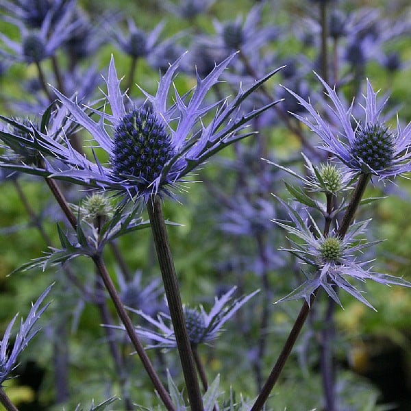 Eryngium 'Lapis Blue'