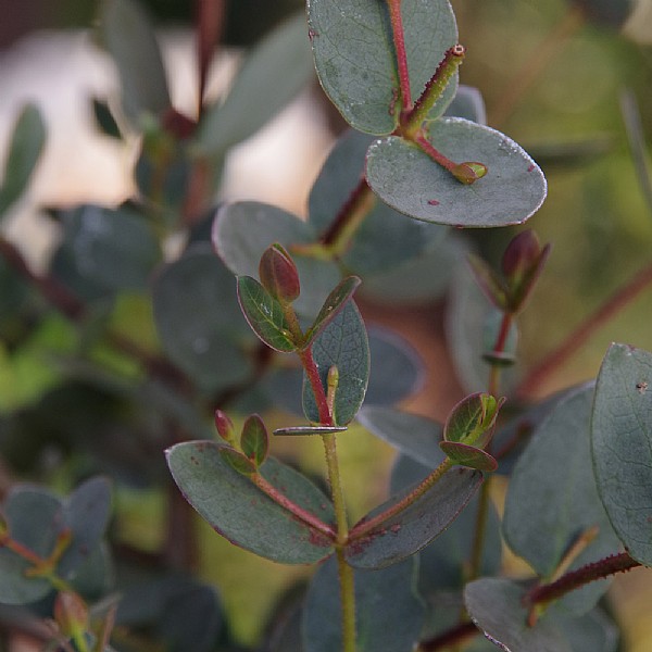 Eucalyptus coccifera