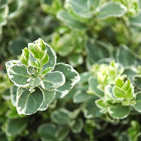 Euonymus fortunei 'Emerald Gaiety'