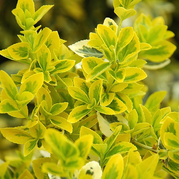 Euonymus fortunei 'Emerald n Gold'
