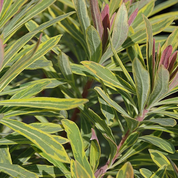 Euphorbia x martini 'Ascot Rainbow' 2L Pot