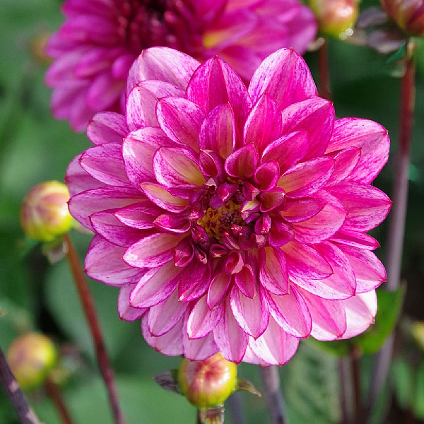 Dahlia 'Muchacha'