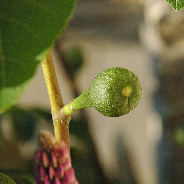 Ficus 'Brown Turkey'