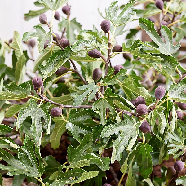 Ficus 'Little Miss Figgy'