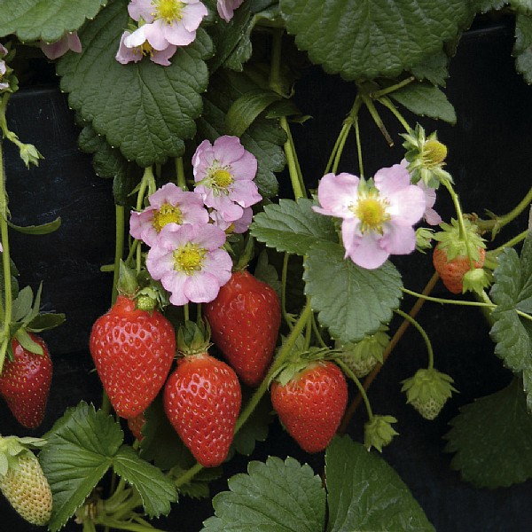 Fragaria (Strawberry) 'Roman' F1