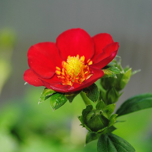 Fragaria (Strawberry) 'Ruby Ann'