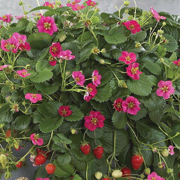 Fragaria (Strawberry) 'Toscana'