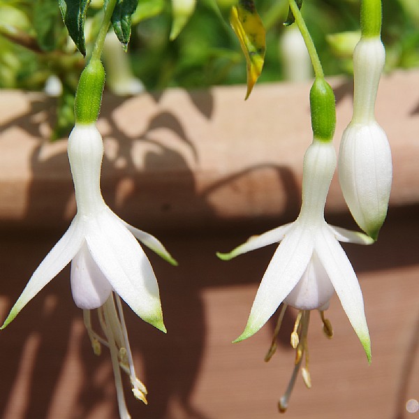 Fuchsia 'Hawkshead'