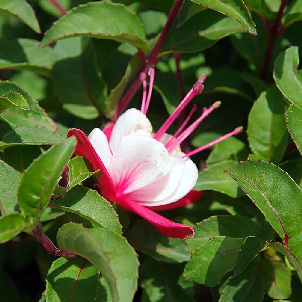 Fuchsia 'Snowcap'